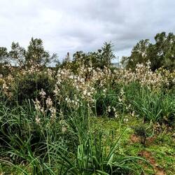 Etwas blüht immer👍