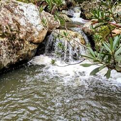 Wilde Bäche in der Wildnis