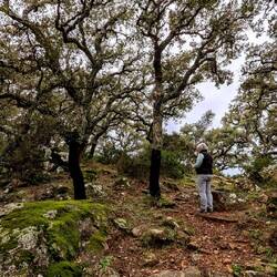 Geschälte Korkeichen?🤔🫢😊