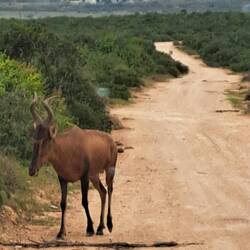 Hartebeest
