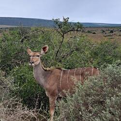 Kudu