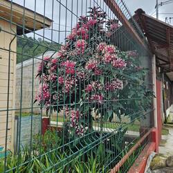 Tolle Pflanzen überall