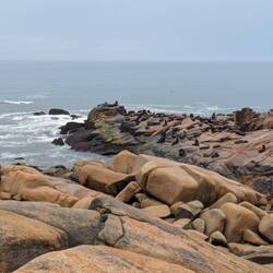 Lot of seals on the rocks