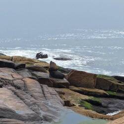 The biggest sealion I have ever seen