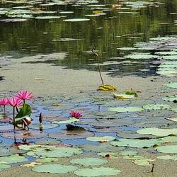 The pond at "the Nature" ... water lilies in full bloom but the lotus blossoms were not.