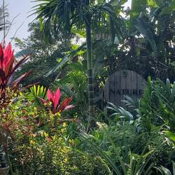 Gorgeous foliage!