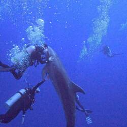 The Japanese loved them