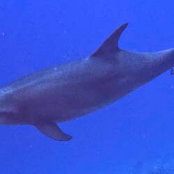 Then the dolphins joined us