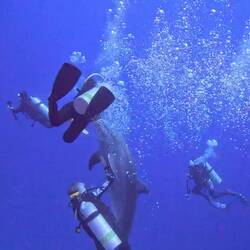 J9 (yellow fins) joins the fun
