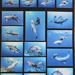 Seems Rangiroe is known for fun dolphins