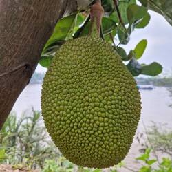 Jackfrucht