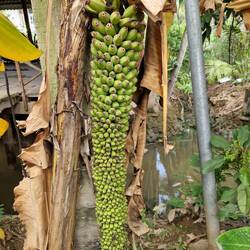 Diese Bananen sind nur zur Deko. Wenn man die Blüte nicht abschneidet, wachsen immer mehr.