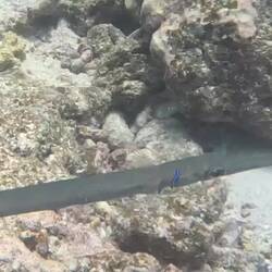 Check out this cleaning station. Otherwise finder the little blue fish