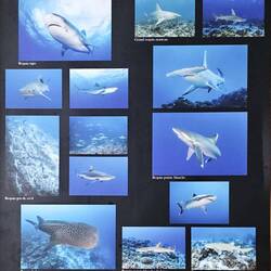 "The sharks of Rangiroa"; fortunately, we had no shark encounters
