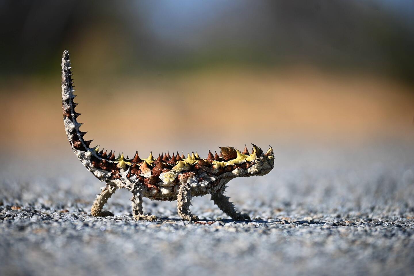 Thorny Devil