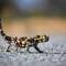 Thorny Devil