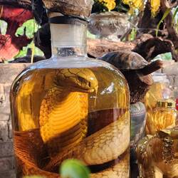 Cobra in a bottle