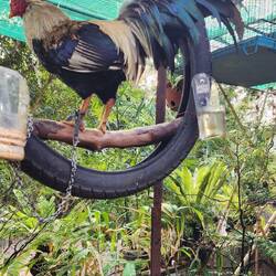 A rooster to greet us as we reached the farm