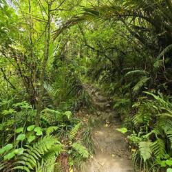 Der Weg zur Rawhiti Cave ist eine einzige Schlammschlacht...