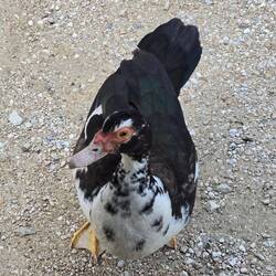 Am Campground angekommen, spickt jemand neugierig zu mir in den Van 🦆🥰