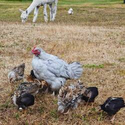 Wairakei Thermal Valley Campground