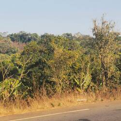 Es gibt viele Orangenbäume und Bananenstauden