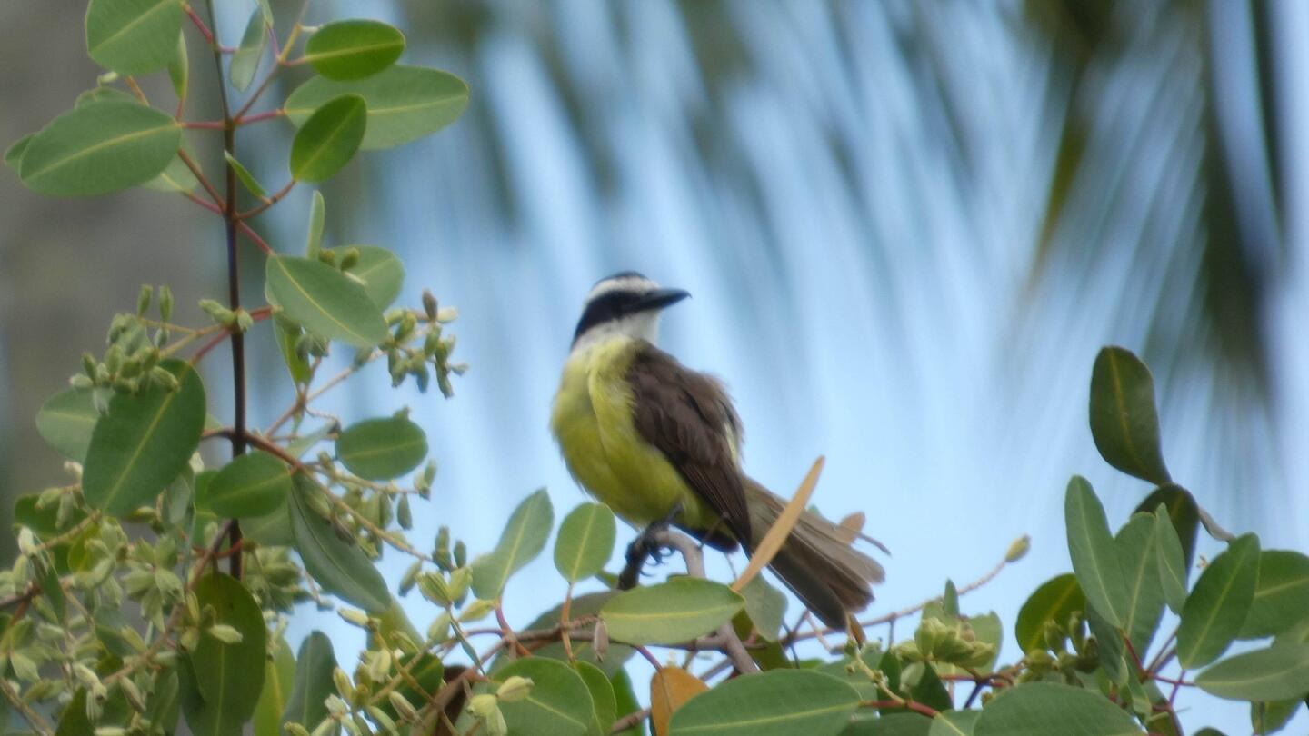 A Great Kiskadee