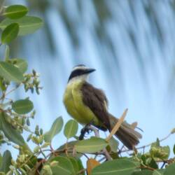 A Great Kiskadee
