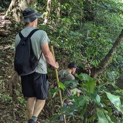 Into the jungle