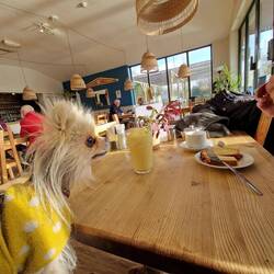 Leo hoping Will's Victoria Sponge might find its way to his mouth at Sutton Wharf café.