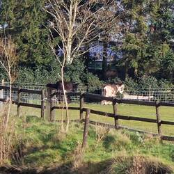 Cute donkeys enjoying the sunshine