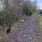 Look who joined us for our dog walk