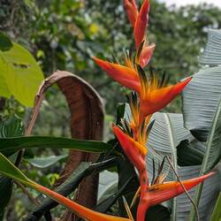 ... und tollen Bluuumis...