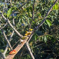 ... auch Vögel kann man hier wuuunderschön beobachten, auch Colibriiiiiis 😍