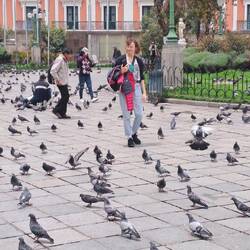 .. und verwirrte Monas mit vielen Tauben