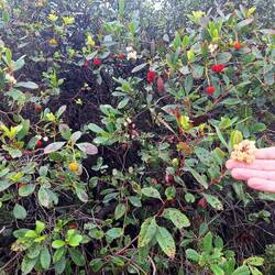 Erdbeerbaum mit Blüten und Früchten