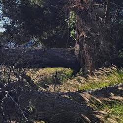 Diese Kiefer musste daran glauben