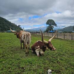 Vor euch hatte ich eher Angst...solche riesigen Hörner...