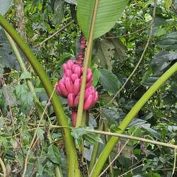 pink bananas to be