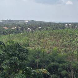 Blick auf eine junge Gummibaum-Plantage, dahinter die die Siedlung Cotton Tree