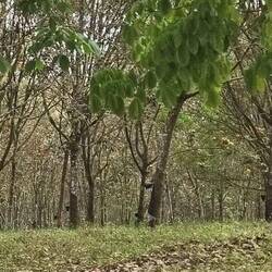 An jedem Baum hängt ein Eimer zum Sammeln des Kautschuks