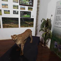 Ein präparierter Leopard im Museum