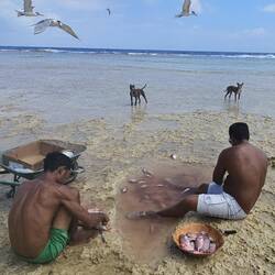 These guys are cleaning the fish they caught spear fishing