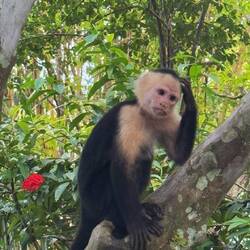 "-Hmm. Vad är det för konstiga djur som kommit in i vår skog?"