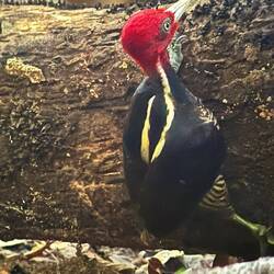 Hackspetten från Disney på julafton (heter egentligen amerikansk spillkråka)