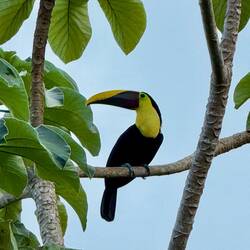 En gulstrupig tucan som satt utanför vårt fönster.