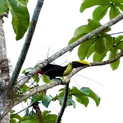 Här hör vi även tucanens skönsång!