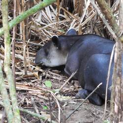 En tapir som sov i godan ro!