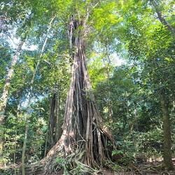 En strypfikusar har börjat täcka över sitt moderträd. Detta kommer att dö så småningom.
