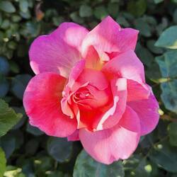 Close-up roadside flowers